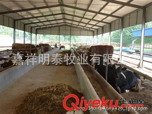 大量供應(yīng)西門塔爾牛 西門塔爾牛犢 種牛 量大優(yōu)惠原始圖片3