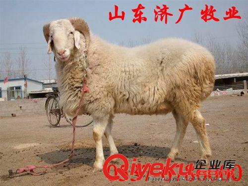 杜泊綿羊價格，養殖一只杜泊綿羊多少錢