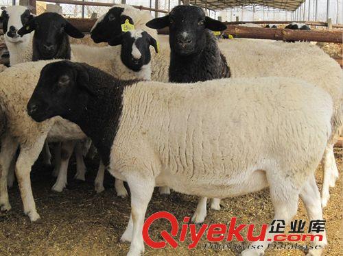 杜泊綿羊價格，養殖一只杜泊綿羊多少錢
