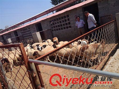 杜泊綿羊價格，養殖一只杜泊綿羊多少錢原始圖片2