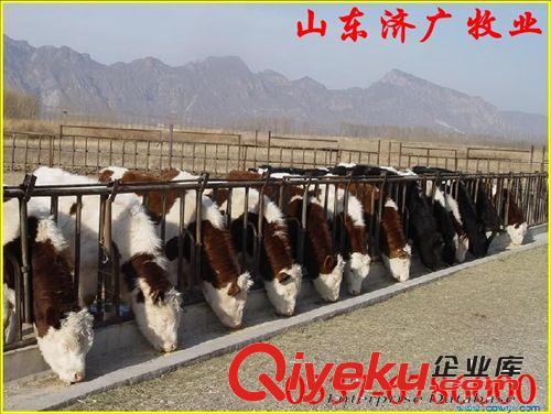 奶山羊價格，奶山羊多少錢一只