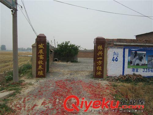 哪里出售杜泊綿羊，黑頭杜泊綿羊價格，白頭杜泊綿羊價格