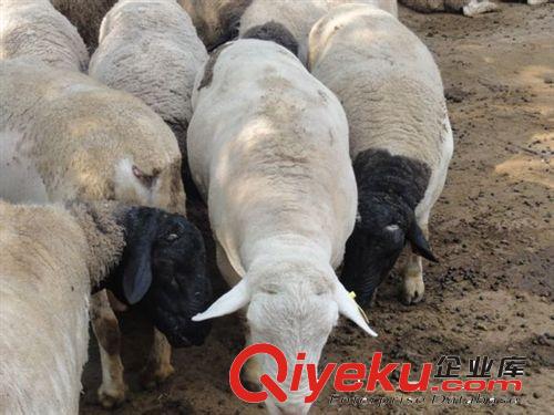 全國{zd0}杜泊綿羊養(yǎng)殖基地，山東臥龍山{zd0}杜泊綿羊種羊場原始圖片3