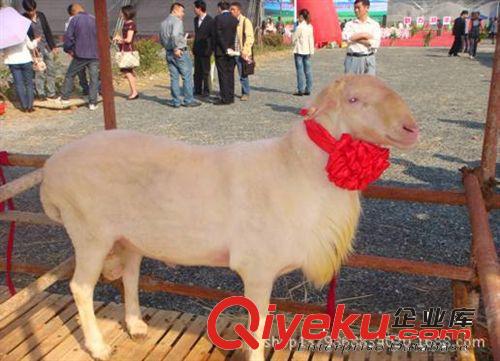 最適合圈養(yǎng)的羊品種湖羊，湖羊養(yǎng)殖利潤分析