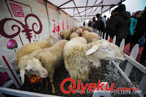 最適合圈養(yǎng)的羊品種湖羊，湖羊養(yǎng)殖利潤分析