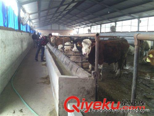 什么品種的牛適合在山區放羊，放養牛品種簡介
