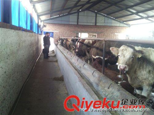 什么品種的牛適合在山區放羊，放養牛品種簡介