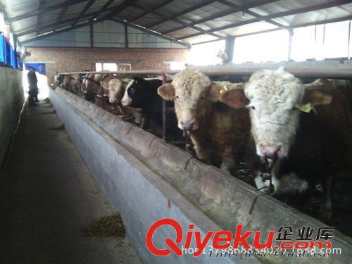 什么品種的牛適合在山區放羊，放養牛品種簡介