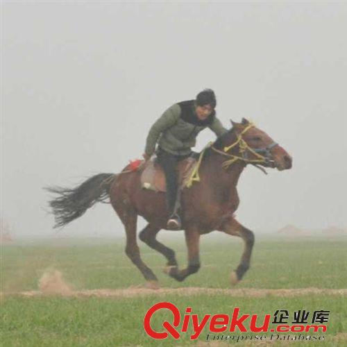 旅游用馬，觀光馬價格，哪里有出售經濟型馬匹的