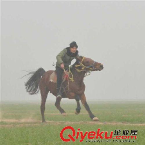 旅游用馬，觀光馬價格，哪里有出售經濟型馬匹的