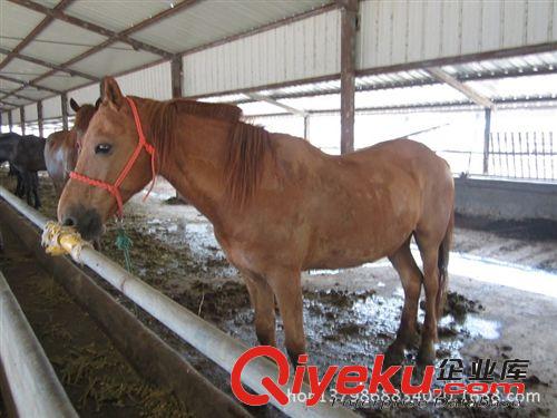婚慶用馬，走馬，跑馬，影視用馬