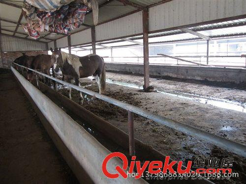 婚慶用馬，走馬，跑馬，影視用馬原始圖片3