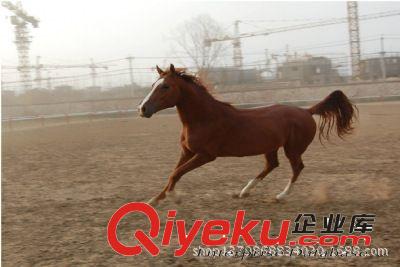 婚慶用馬，走馬，跑馬，影視用馬
