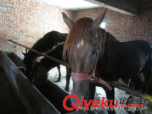 馬價格，哪里馬多，哪里馬便宜，伊犁馬