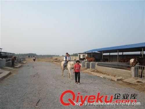 果下馬養(yǎng)殖，果下馬價格，三民牧業(yè)果下馬促銷
