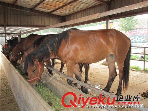 汗血馬，汗血寶馬價格，三民牧業出售汗血寶馬促銷