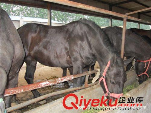 阿拉伯馬網(wǎng)，阿拉伯馬種馬，哪里有阿拉伯馬