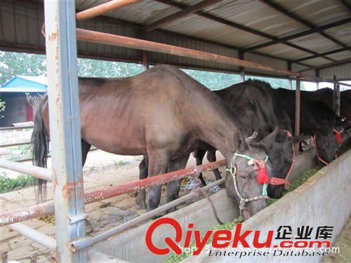 阿拉伯馬網(wǎng)，阿拉伯馬種馬，哪里有阿拉伯馬