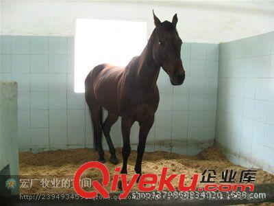 汗血馬，汗血寶馬價格，三民牧業出售汗血寶馬促銷原始圖片2