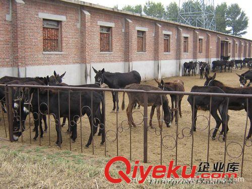 肉驢價格，驢肉價格，低價批發出售驢肉