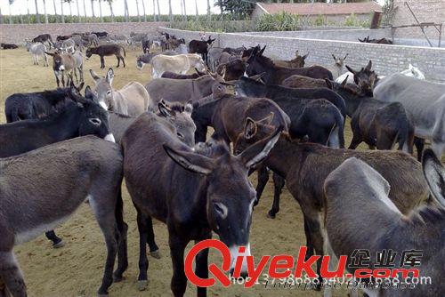 肉驢養(yǎng)殖信譽(yù){zh0}商家，肉驢養(yǎng)殖正規(guī)基地電話