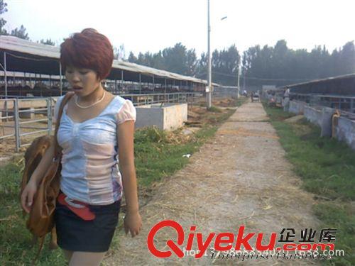 買(mǎi)驢，賣(mài)驢，小毛驢養(yǎng)殖場(chǎng)，出售肉驢原始圖片2
