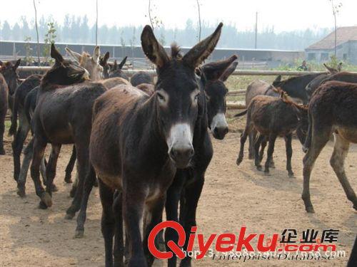 買(mǎi)驢，賣(mài)驢，小毛驢養(yǎng)殖場(chǎng)，出售肉驢原始圖片3