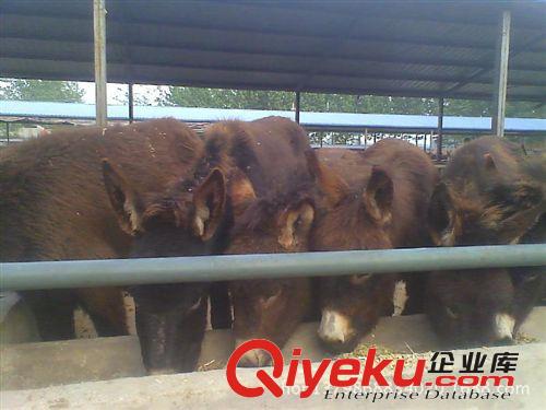 肉驢養(yǎng)殖信譽(yù){zh0}商家，肉驢養(yǎng)殖正規(guī)基地電話