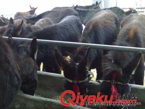 什么肉驢最暢銷，養殖肉驢什么品種{zh0}，優質肉驢銷售