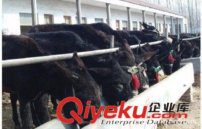一頭驢能賺多少錢，育肥肉驢選擇什么品種{zh0}