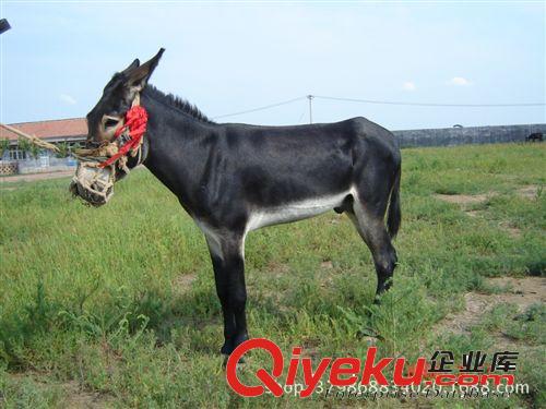 到山東買驢怎么樣，到山東買驢怎樣付款