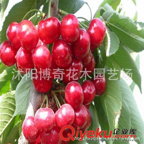 zz百日紅速生美國紅花紫薇樹苗紫薇種子苗紫薇小苗紅火箭紫薇花