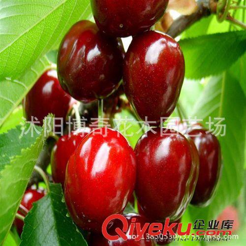 現貨供應 櫻桃樹苗 果實碩大.櫻桃苗盆栽 果樹苗 品種全 易成活原始圖片2