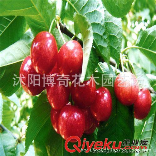現貨供應 櫻桃樹苗 果實碩大.櫻桃苗盆栽 果樹苗 品種全 易成活原始圖片3