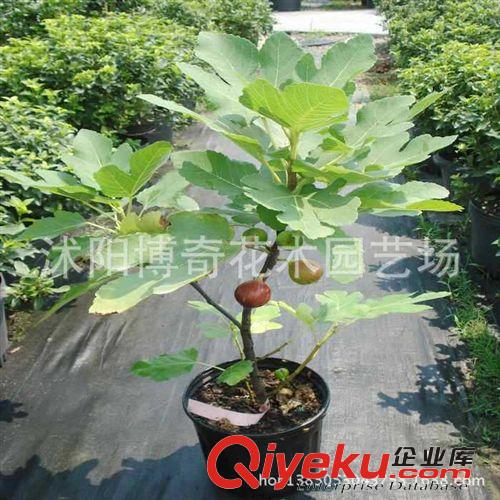 現貨供應 櫻桃樹苗 果實碩大.櫻桃苗盆栽 果樹苗 品種全 易成活