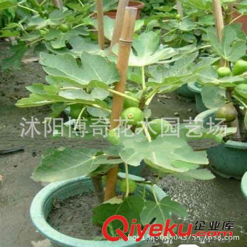 無花果苗盆栽 果樹苗日本紫果 盆栽/地栽無花果苗木 當年結果苗原始圖片2