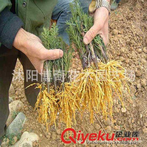 基地現(xiàn)貨{zd1}價供應【紅豆杉1年苗】曼地亞紅豆杉小苗凈化空氣