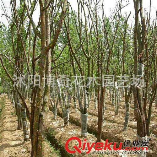 果樹苗木 盆栽植物 木瓜樹苗 天香木瓜苗 當年結果 木瓜苗