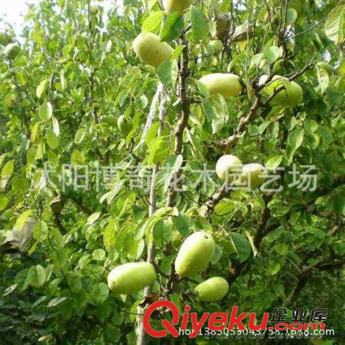 果樹苗木 盆栽植物 木瓜樹苗 天香木瓜苗 當年結果 木瓜苗