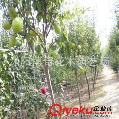 果樹苗木 盆栽植物 木瓜樹苗 天香木瓜苗 當年結果 木瓜苗