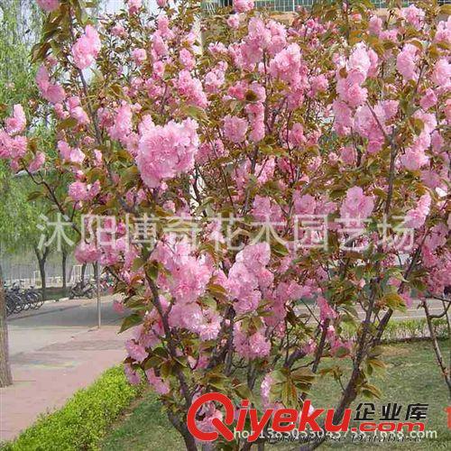 批發果樹苗 占地果樹苗 桃樹苗 毛桃樹 嫁接用超底價