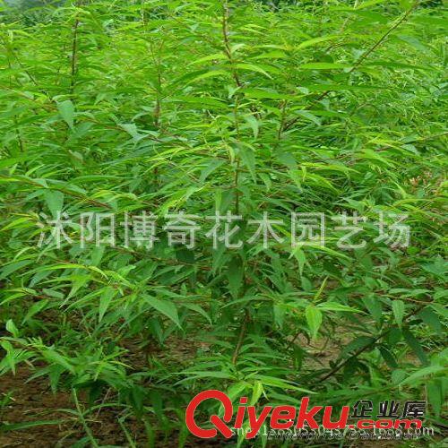批發(fā)果樹(shù)苗 占地果樹(shù)苗 桃樹(shù)苗 毛桃樹(shù) 嫁接用超底價(jià)