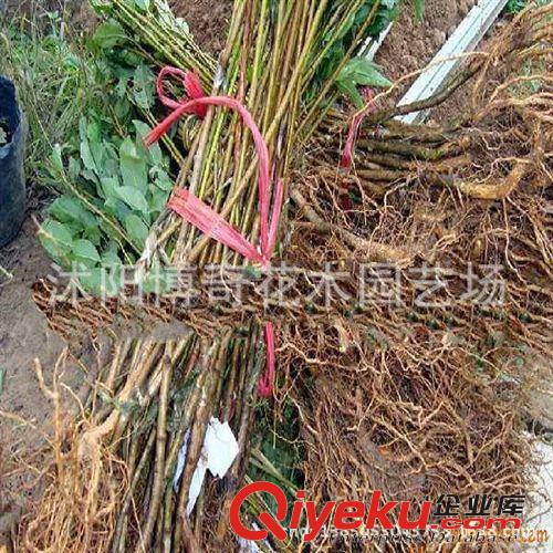 批發(fā)果樹(shù)苗 占地果樹(shù)苗 桃樹(shù)苗 毛桃樹(shù) 嫁接用超底價(jià)