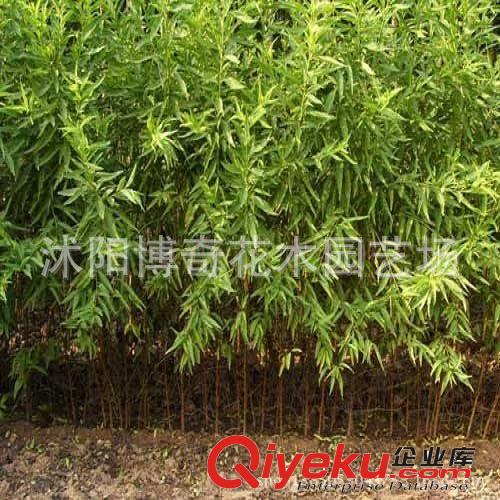 批發(fā)果樹(shù)苗 占地果樹(shù)苗 桃樹(shù)苗 毛桃樹(shù) 嫁接用超底價(jià)