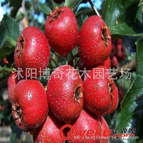 批發價格 銷售 山楂樹苗 嫁接苗 果樹盆栽 當年做果