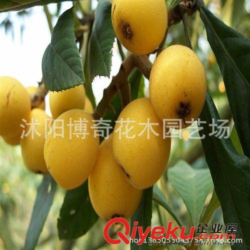 批發價格 銷售 山楂樹苗 嫁接苗 果樹盆栽 當年做果
