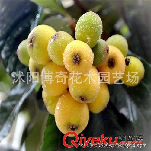 盆栽枇杷 枇杷樹苗 果特大風(fēng)味濃甜 果樹苗 庭院植物枇杷苗枇杷原始圖片2