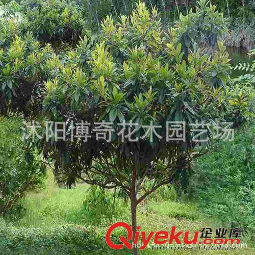 盆栽枇杷 枇杷樹苗 果特大風(fēng)味濃甜 果樹苗 庭院植物枇杷苗枇杷原始圖片3