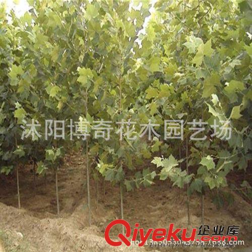 法桐 園林綠化工程苗木 行道樹 規格齊全 基地直銷 量大從優原始圖片2
