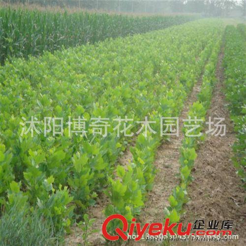 法桐 園林綠化工程苗木 行道樹 規格齊全 基地直銷 量大從優原始圖片3